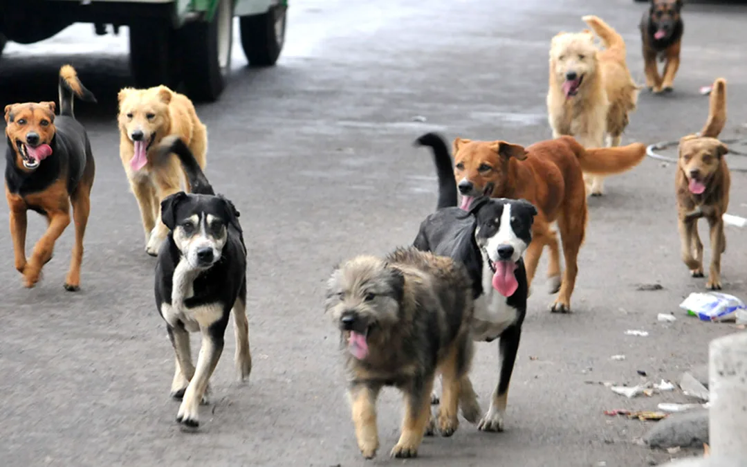 Sobrepoblación de perros callejeros